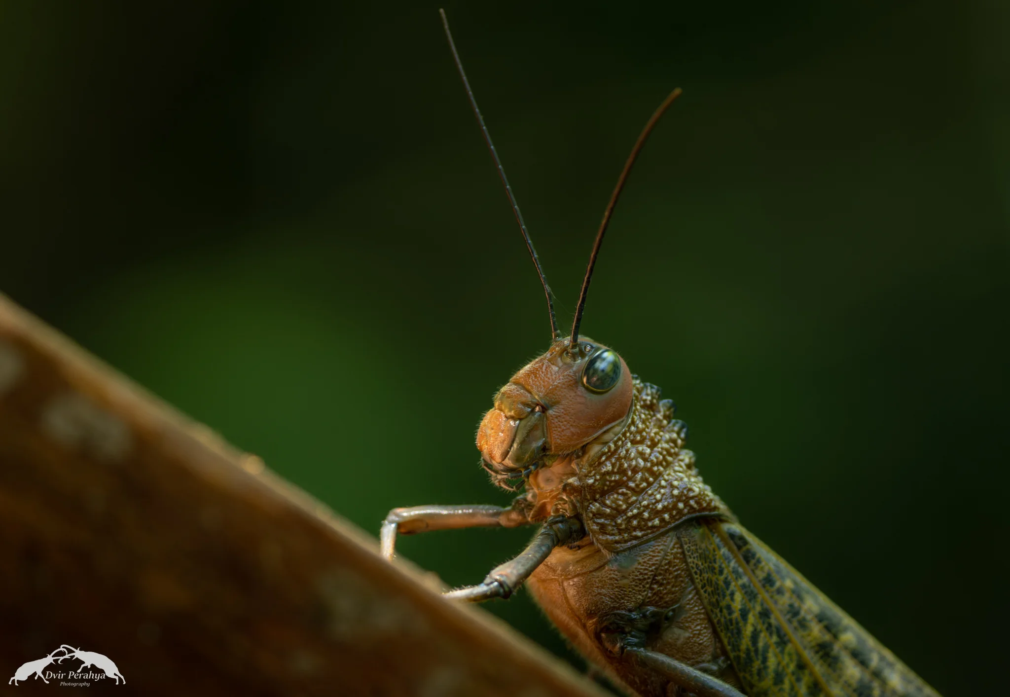 Grasshopper, Costa Rica Rainforest